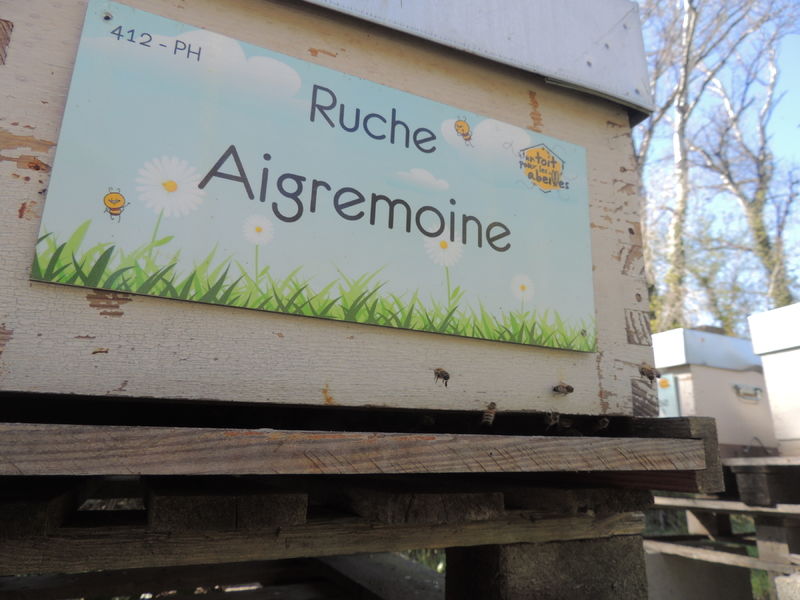 La ruche Aigremoine