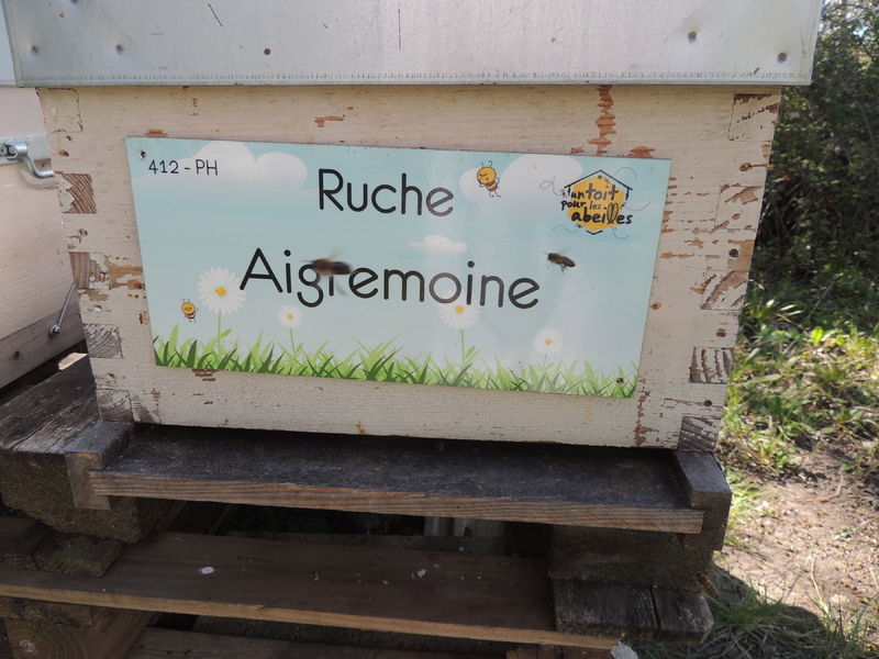 La ruche Aigremoine