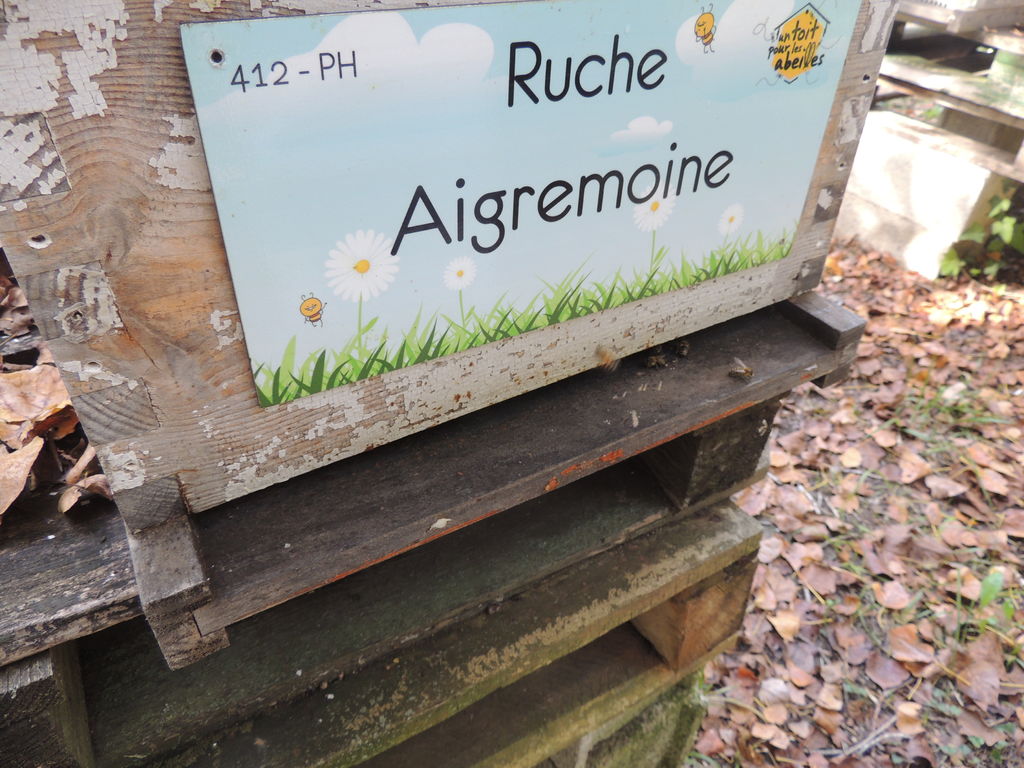 La ruche Aigremoine