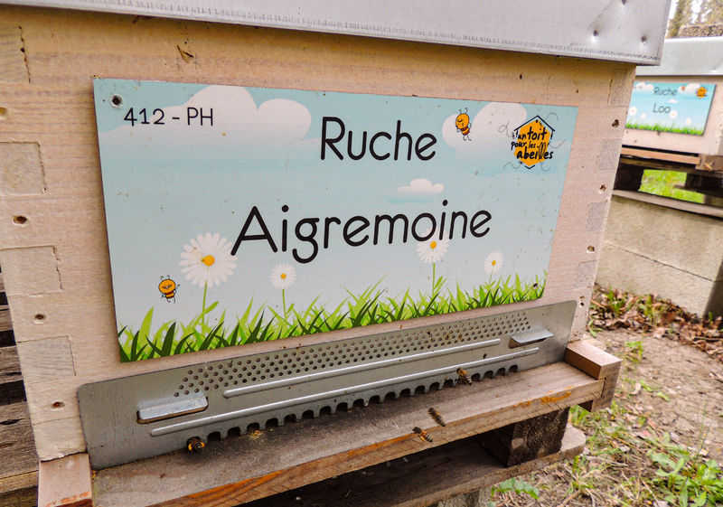 La ruche Aigremoine