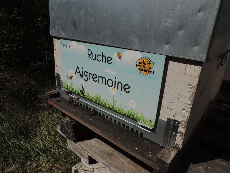La ruche Aigremoine