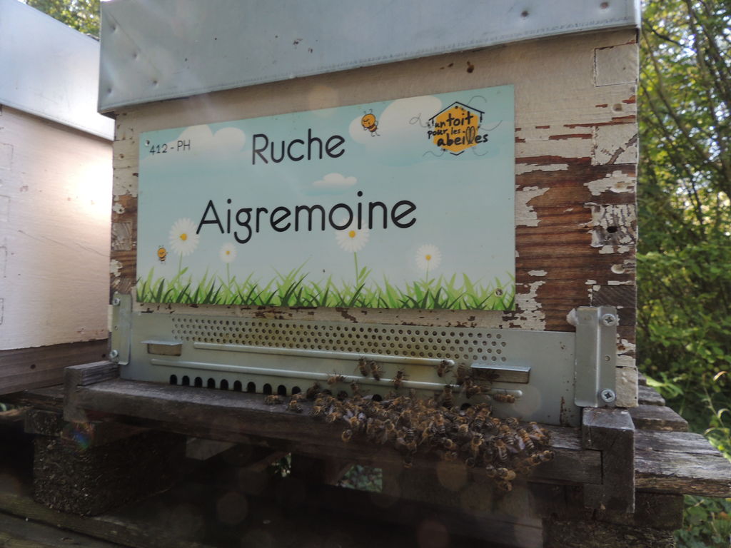 La ruche Aigremoine