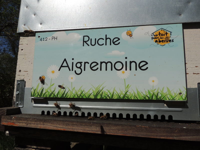 La ruche Aigremoine