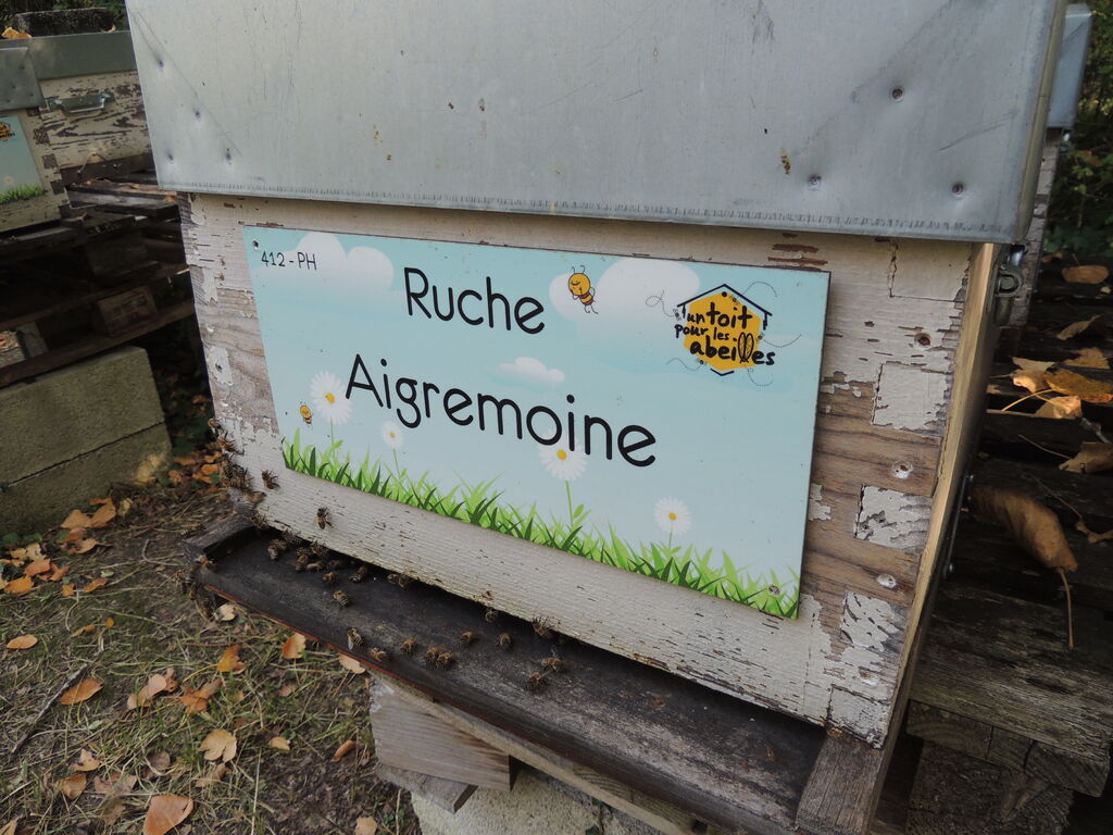 La ruche Aigremoine