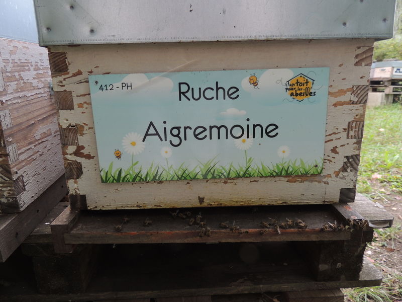 La ruche Aigremoine