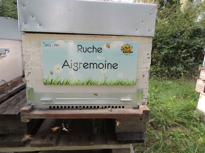 La ruche Aigremoine
