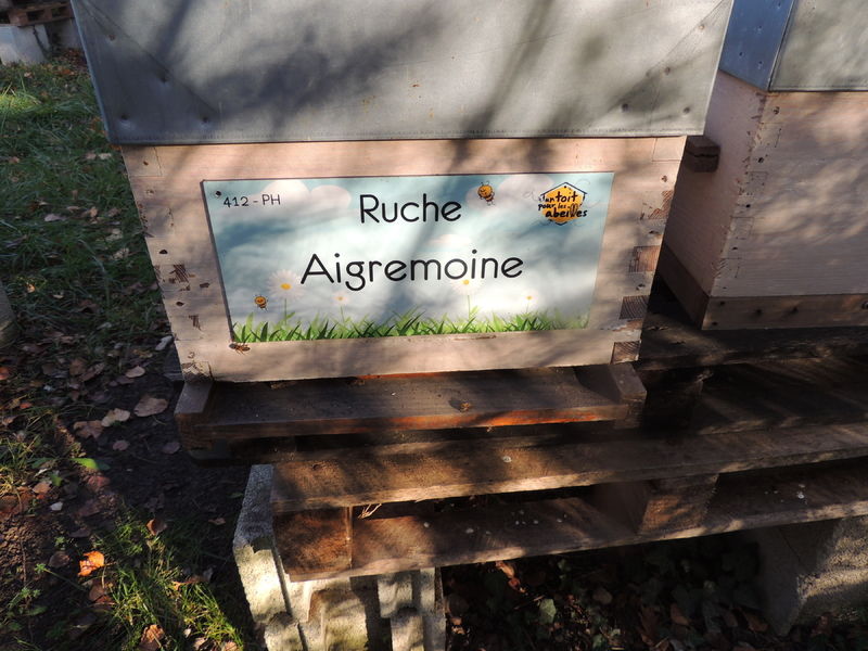 La ruche Aigremoine