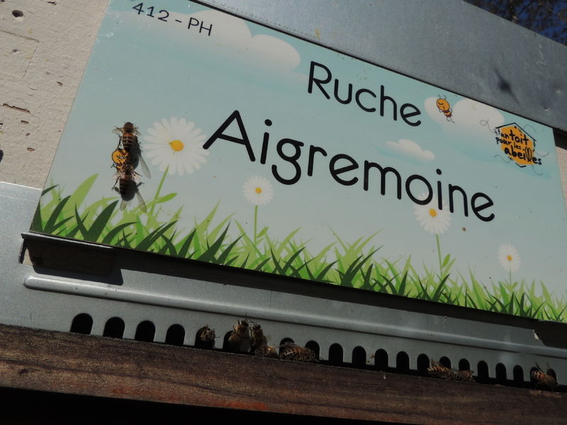 La ruche Aigremoine