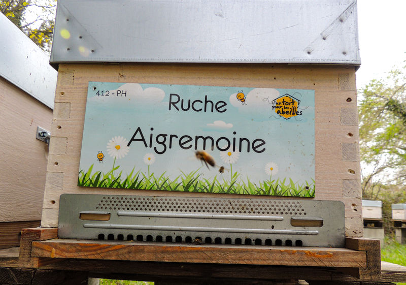 La ruche Aigremoine
