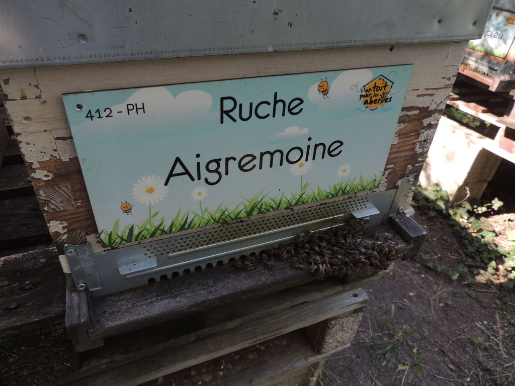 La ruche Aigremoine