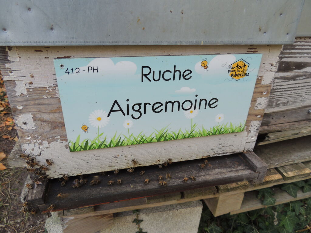 La ruche Aigremoine