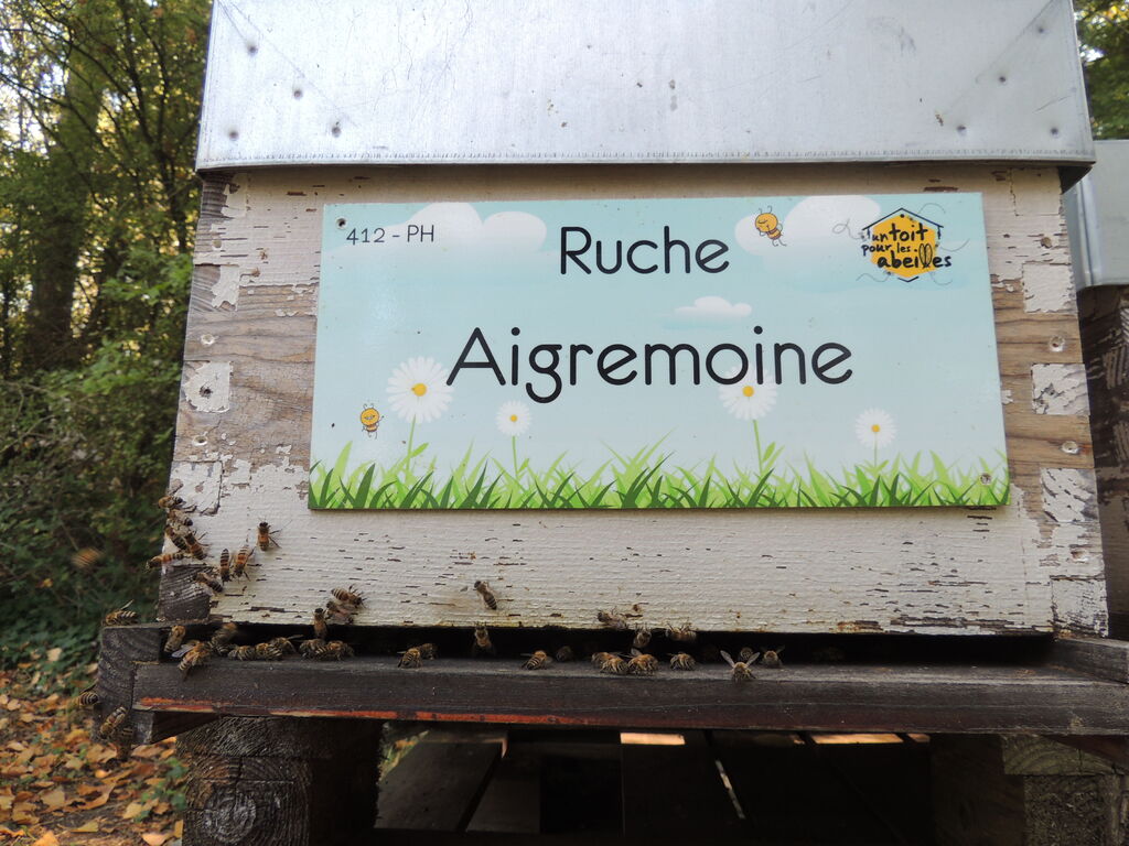 La ruche Aigremoine