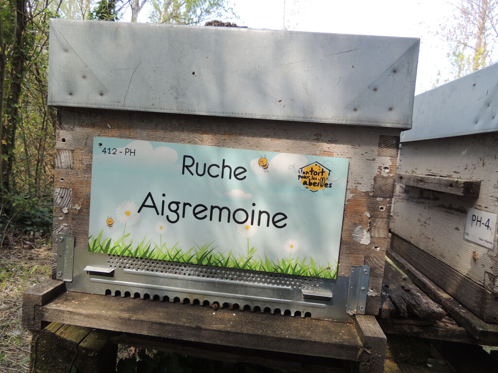 La ruche Aigremoine