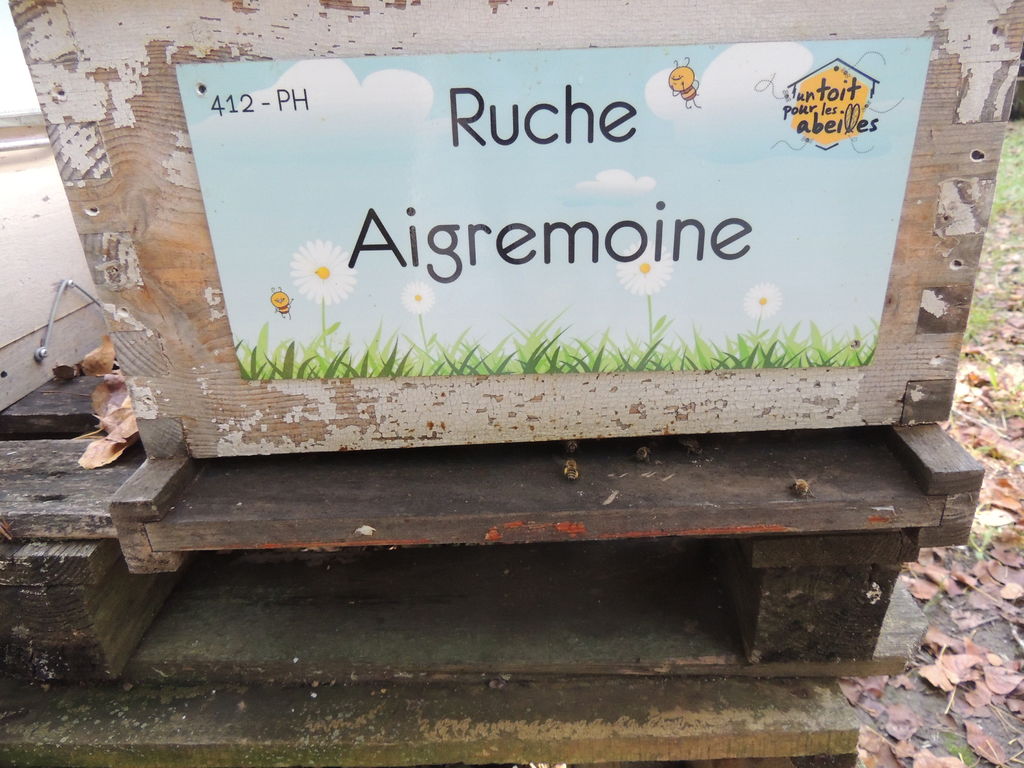 La ruche Aigremoine