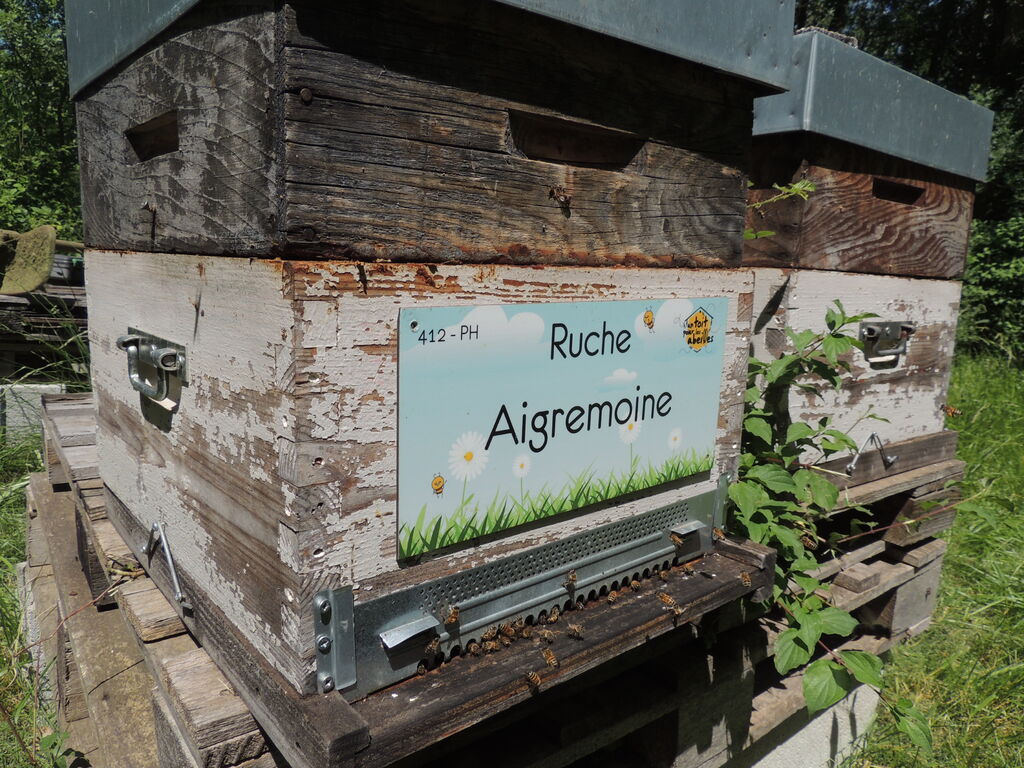 La ruche Aigremoine