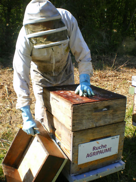 La ruche Agripaume