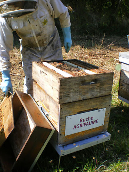 La ruche Agripaume
