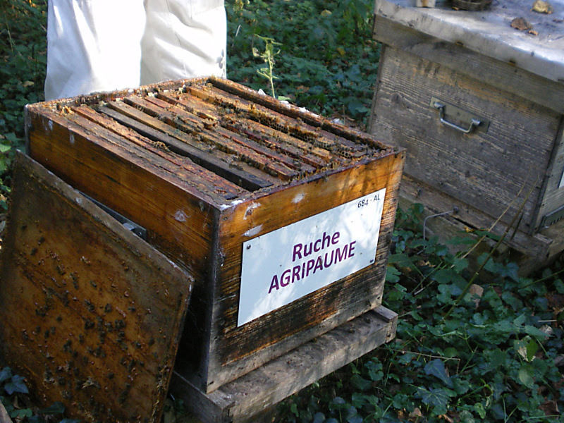 La ruche Agripaume