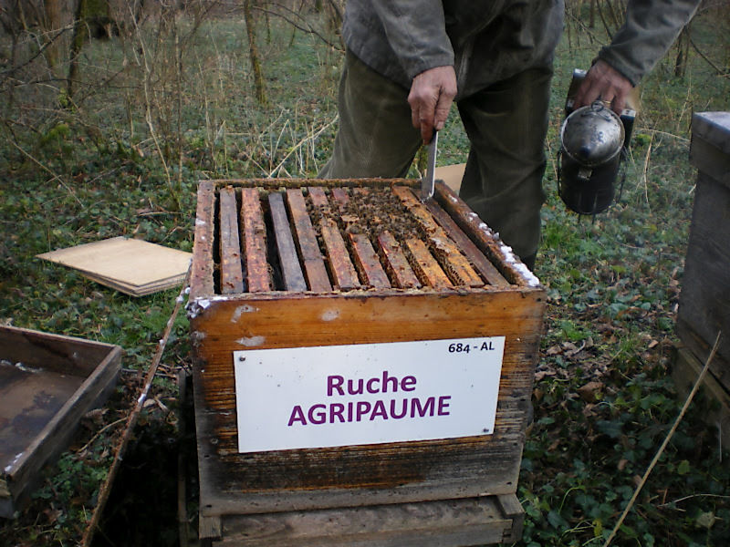 La ruche Agripaume