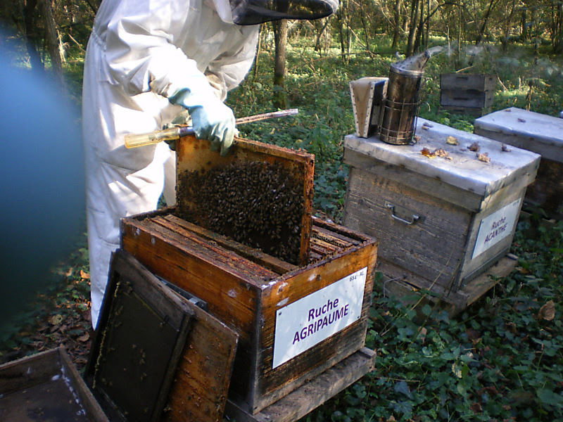 La ruche Agripaume