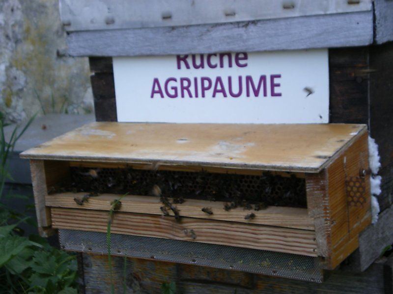 La ruche Agripaume