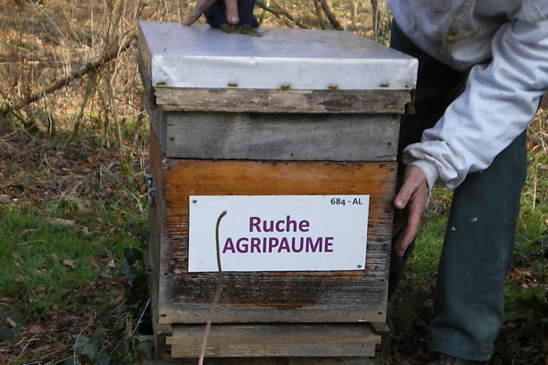 La ruche Agripaume