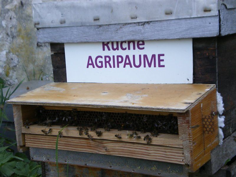 La ruche Agripaume