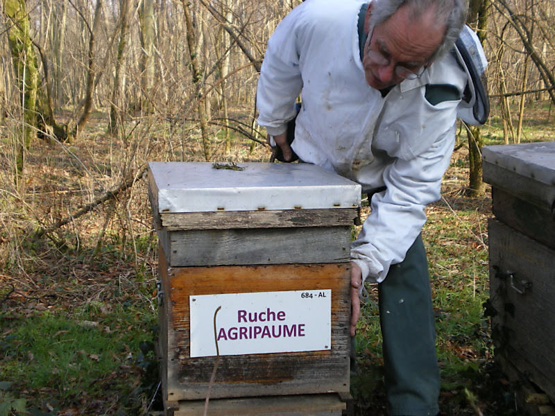 La ruche Agripaume
