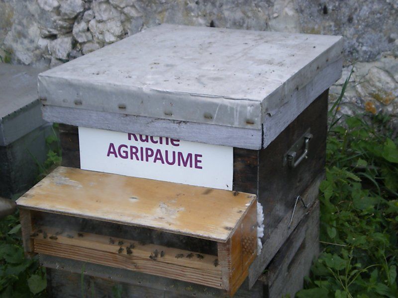 La ruche Agripaume