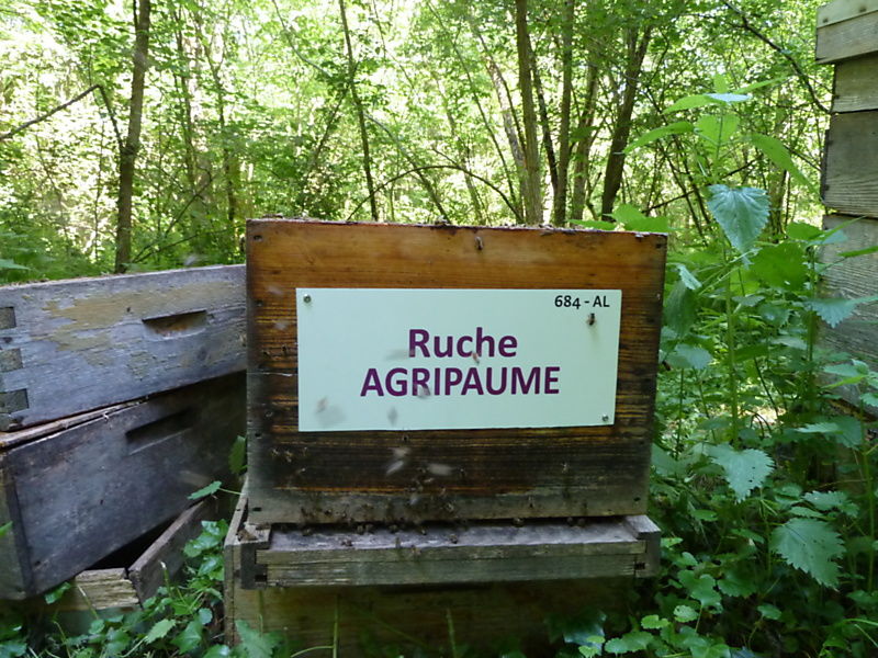 La ruche Agripaume