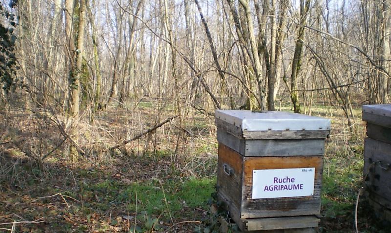 La ruche Agripaume