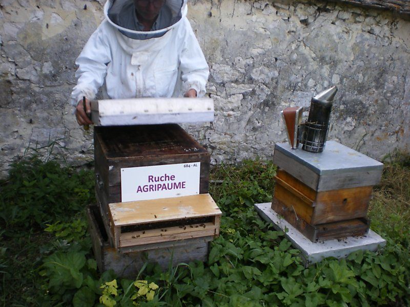 La ruche Agripaume