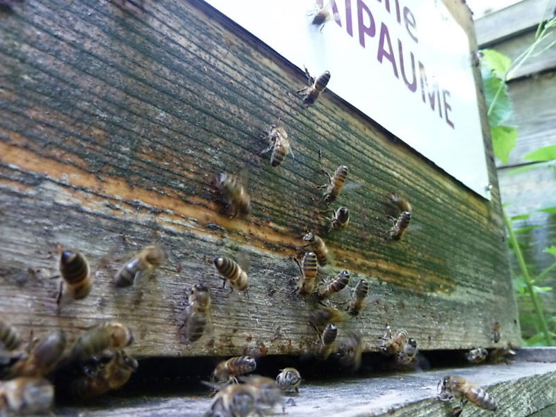 La ruche Agripaume