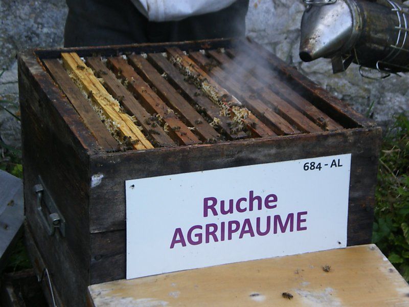 La ruche Agripaume