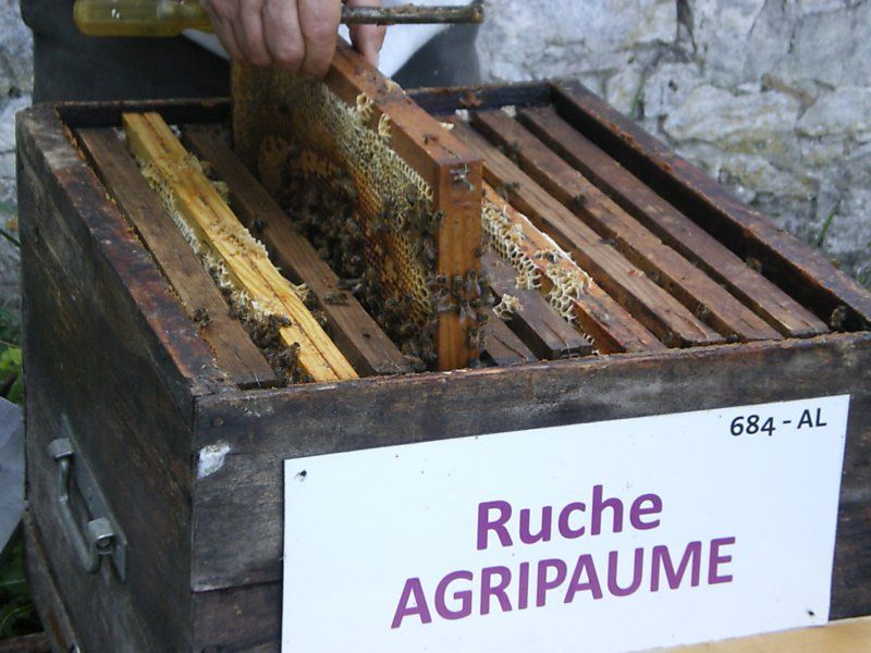 La ruche Agripaume