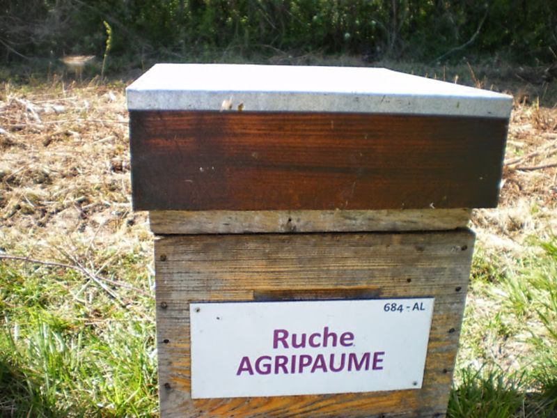 La ruche Agripaume