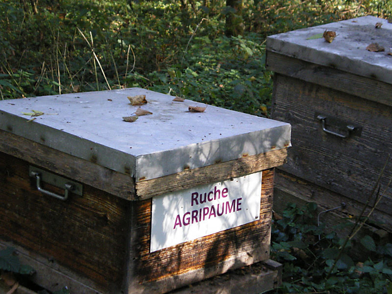 La ruche Agripaume