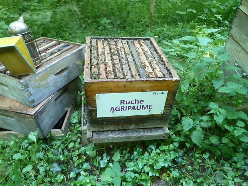 La ruche Agripaume