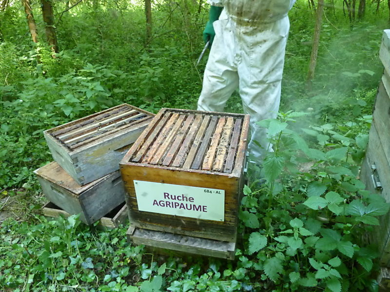 La ruche Agripaume