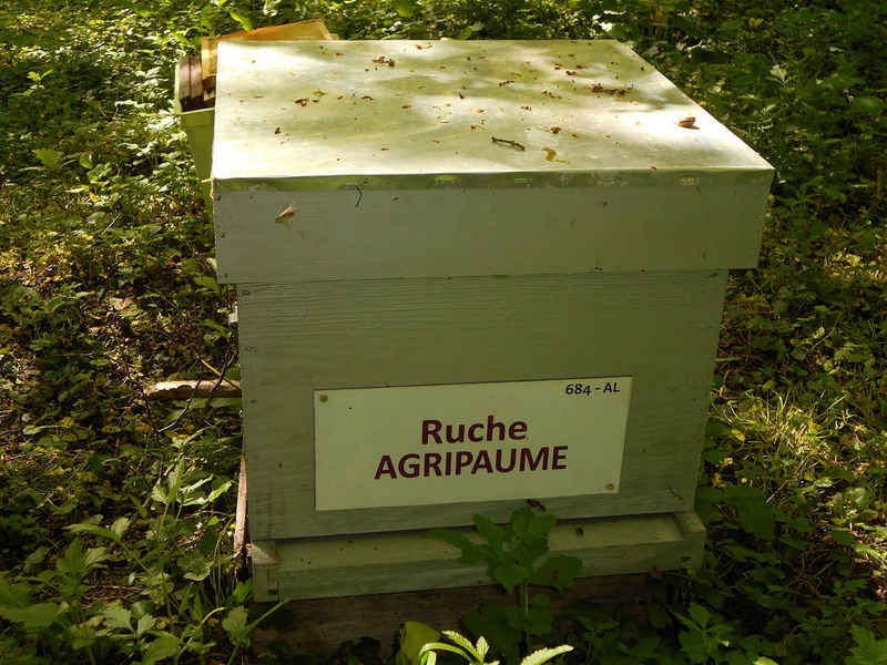 La ruche Agripaume