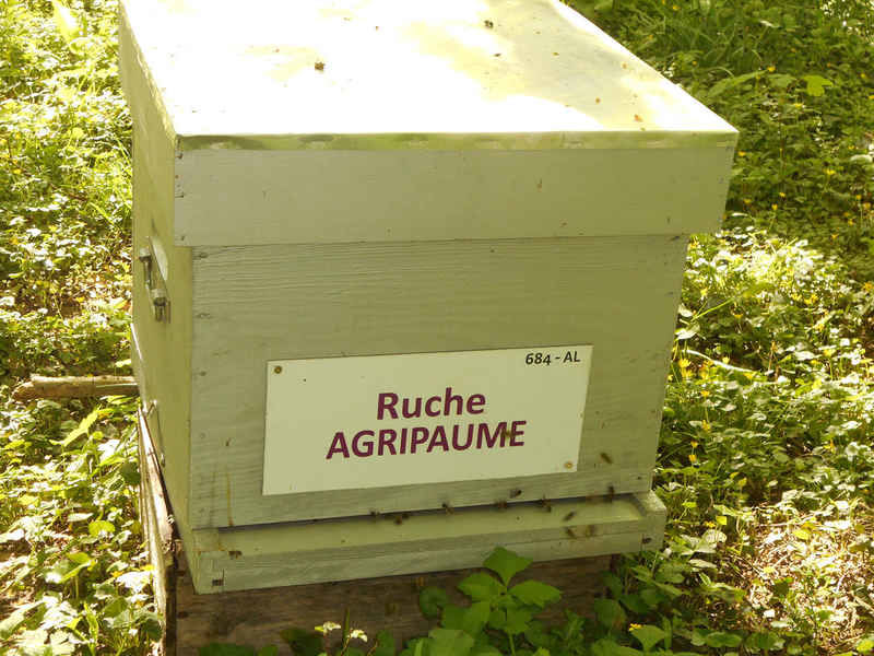 La ruche Agripaume