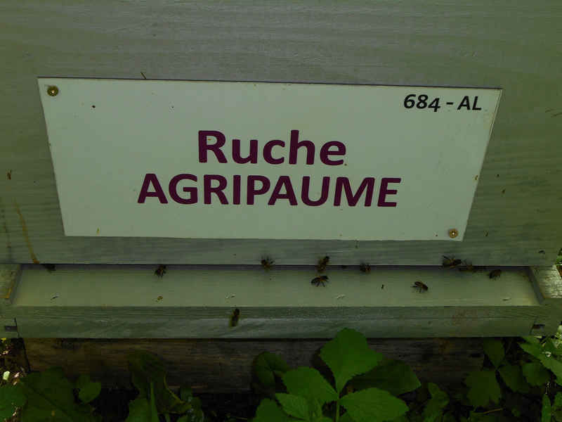 La ruche Agripaume