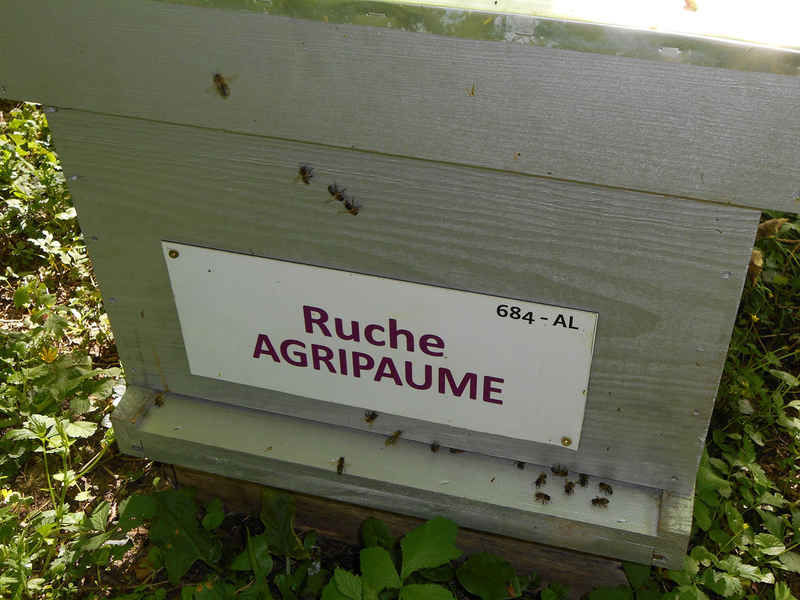 La ruche Agripaume
