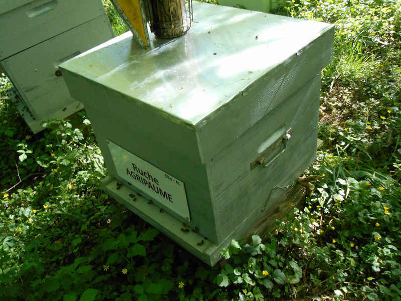 La ruche Agripaume