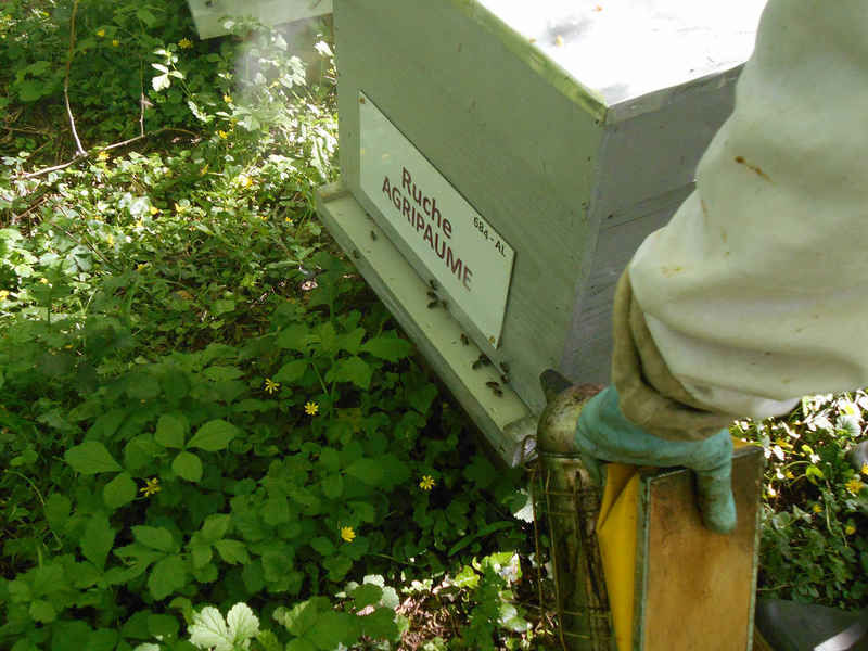 La ruche Agripaume