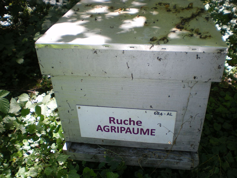 La ruche Agripaume