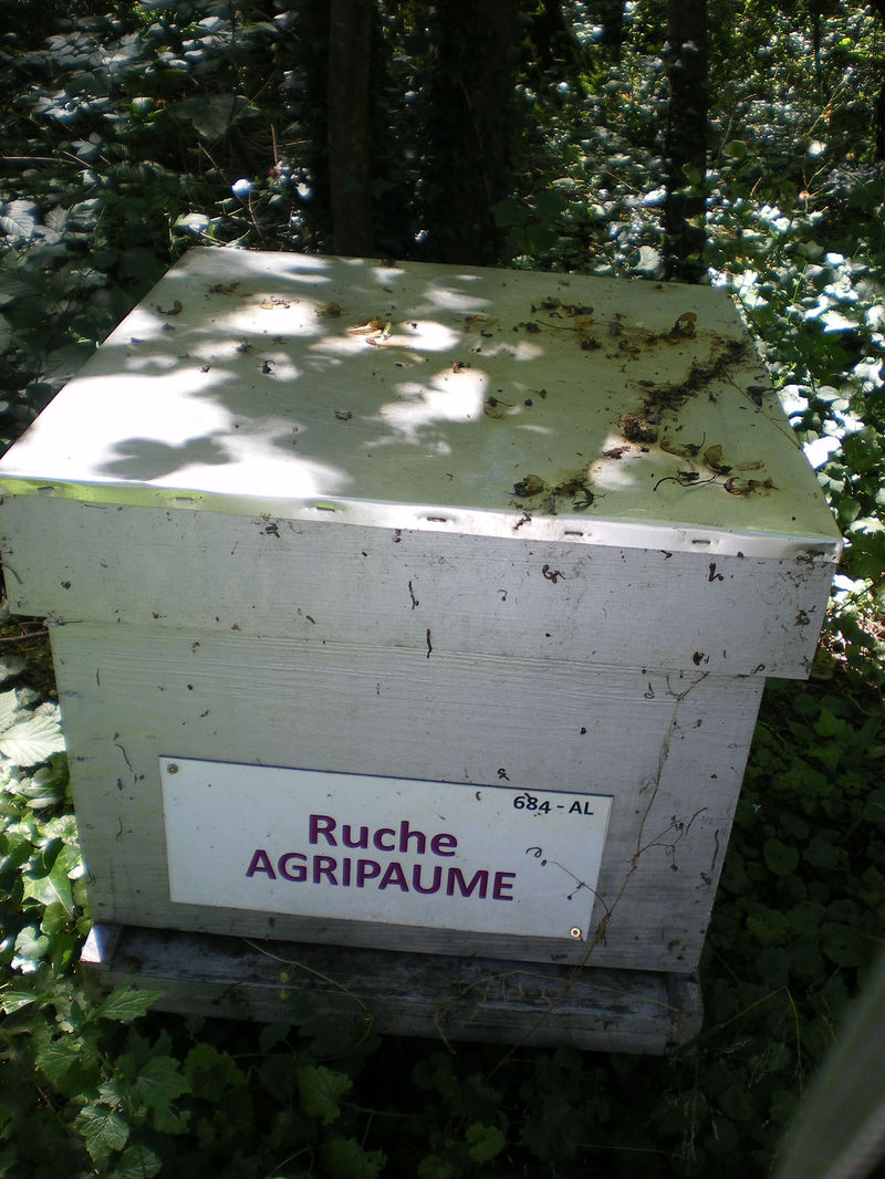 La ruche Agripaume
