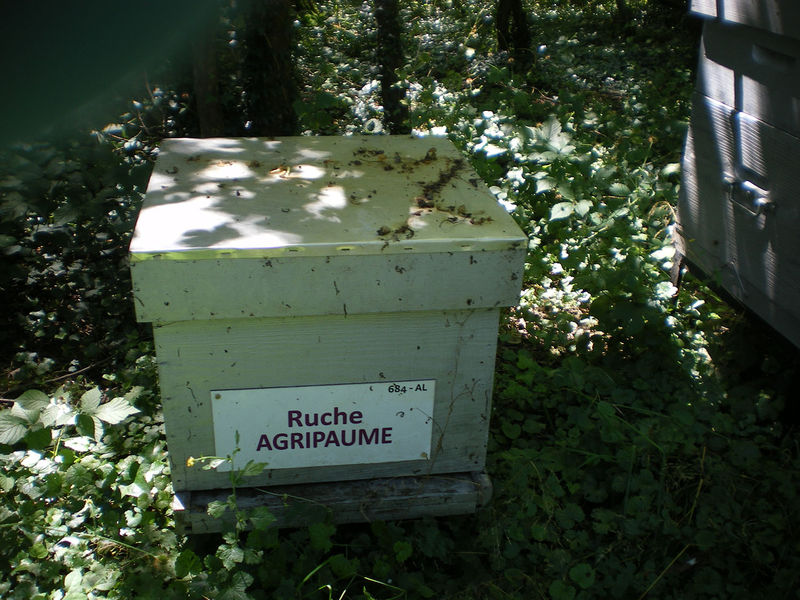 La ruche Agripaume