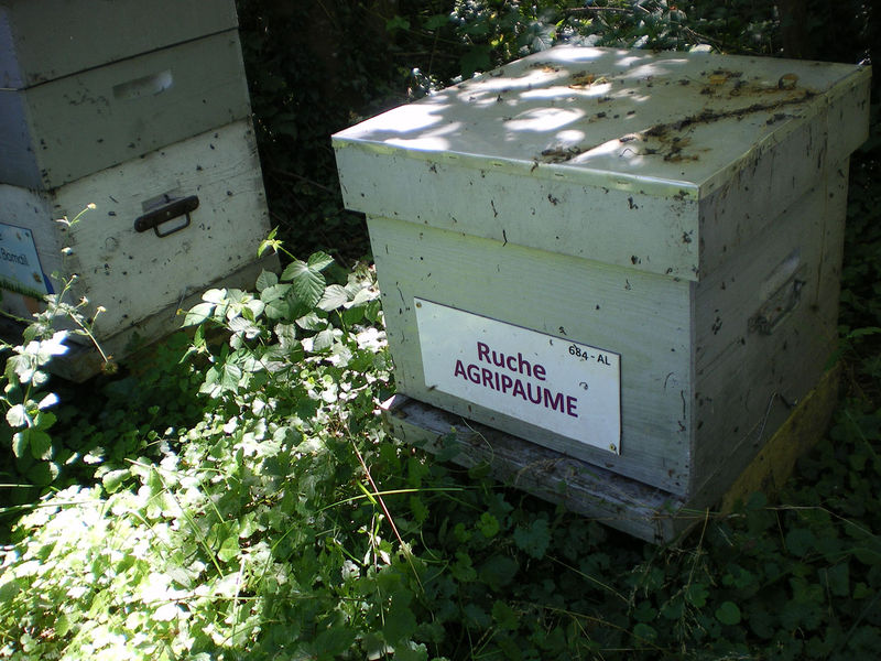 La ruche Agripaume