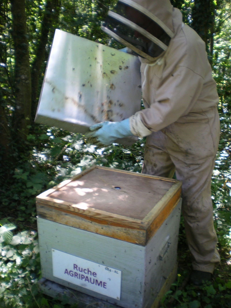 La ruche Agripaume